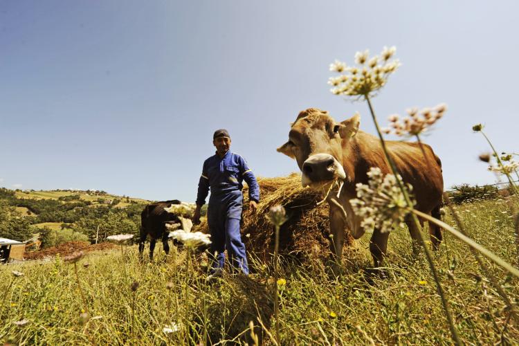Fermierii urmează să primească zeci de milioane de lei! Vezi cum poți beneficia și tu de sprijinul financiar uriaș pentru animale