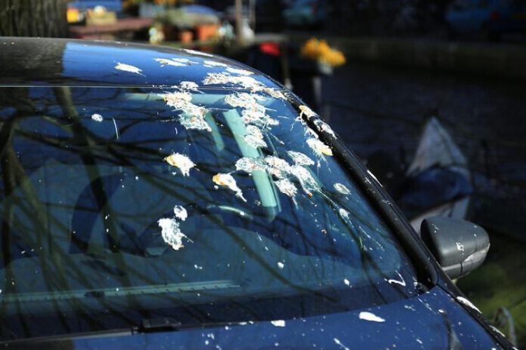 Atenție unde parcați în Cluj! Un șofer revoltat cere autorităților să intervină: „E absolut groaznic. Mașina mea e plină de excremente!”