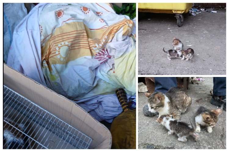 Șocant: 13 pisici legate în cearșafuri, abandonate de o clujeancă la gunoi. Poliția animalelor le-a eliberat/Voluntarii le-au adunat toată noaptea VIDEO