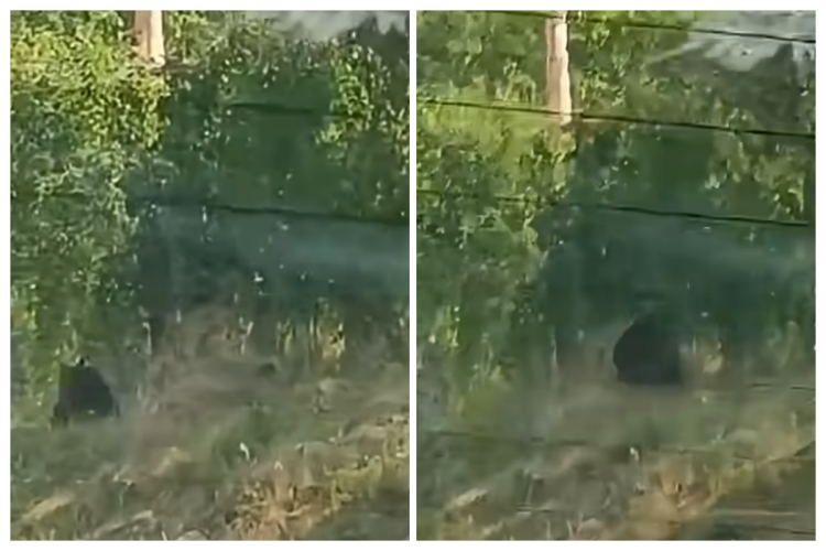 Sperietură zdravană a unor clujeni ce au avut azi o întâlnire de „gradul zero” cu ursul: „S-a trezit că fuge ursul lângă el”/Momentul a fost filmat VIDEO